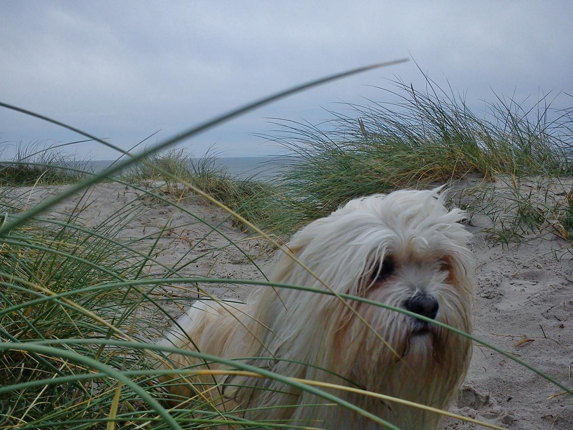 Lhasa apso Noah - På camping i Nr.Lyngvig. billede 12
