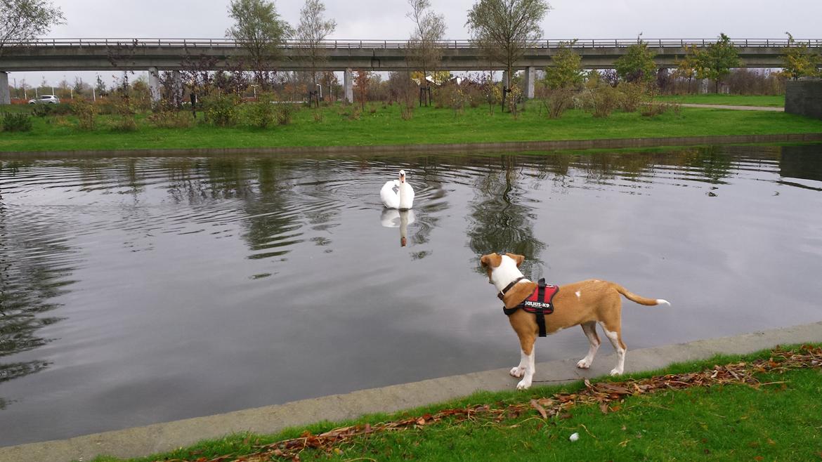 Blanding af racer Vega billede 27