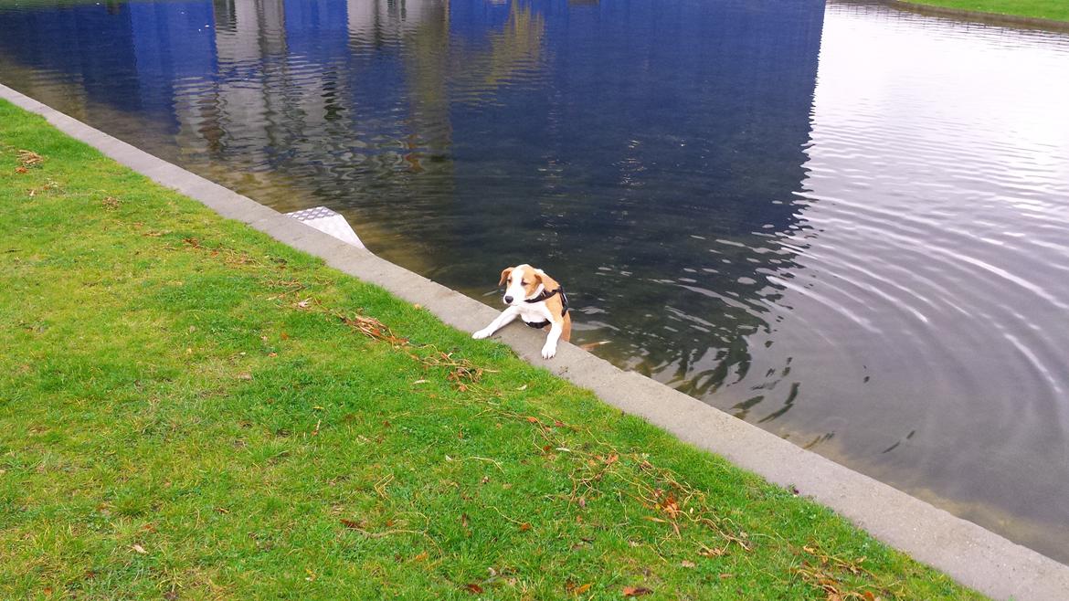 Blanding af racer Vega billede 28