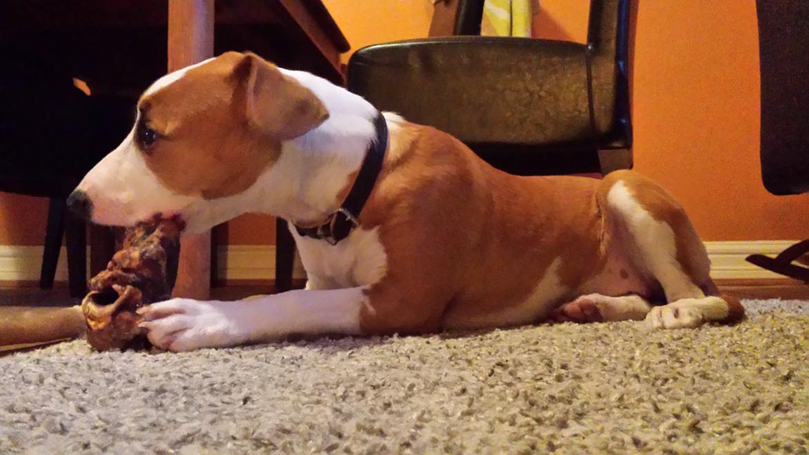 Blanding af racer Vega billede 29