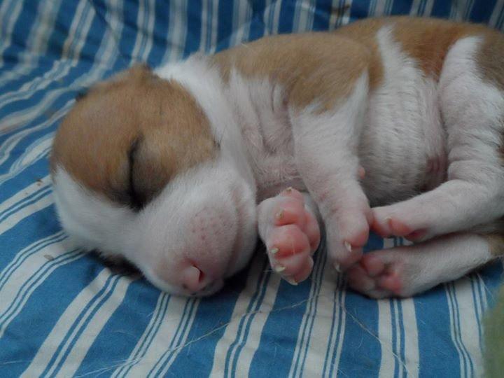 Blanding af racer Vega billede 6