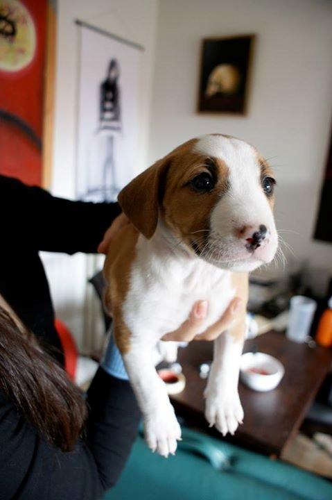 Blanding af racer Vega billede 9