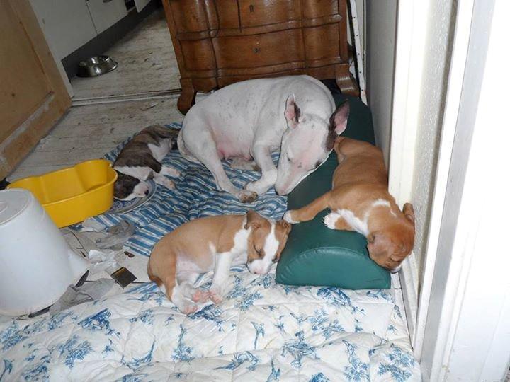 Blanding af racer Vega billede 7