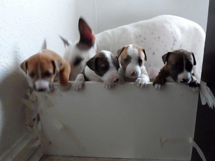 Blanding af racer Vega billede 8