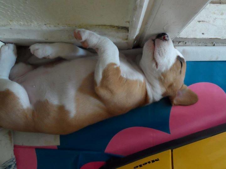 Blanding af racer Vega billede 10