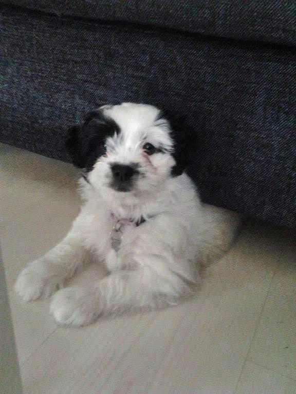 Blanding af racer Nala billede 3