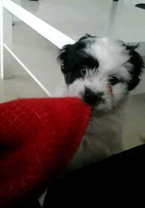 Blanding af racer Nala billede 4