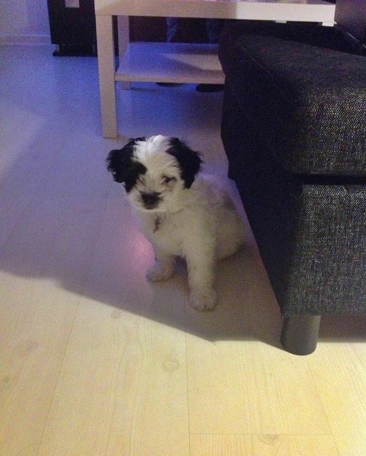 Blanding af racer Nala billede 5