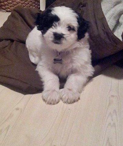 Blanding af racer Nala billede 6