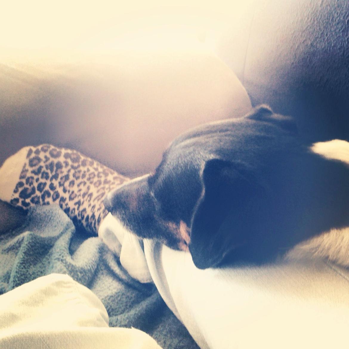 Dansk svensk gaardhund Bonky billede 1