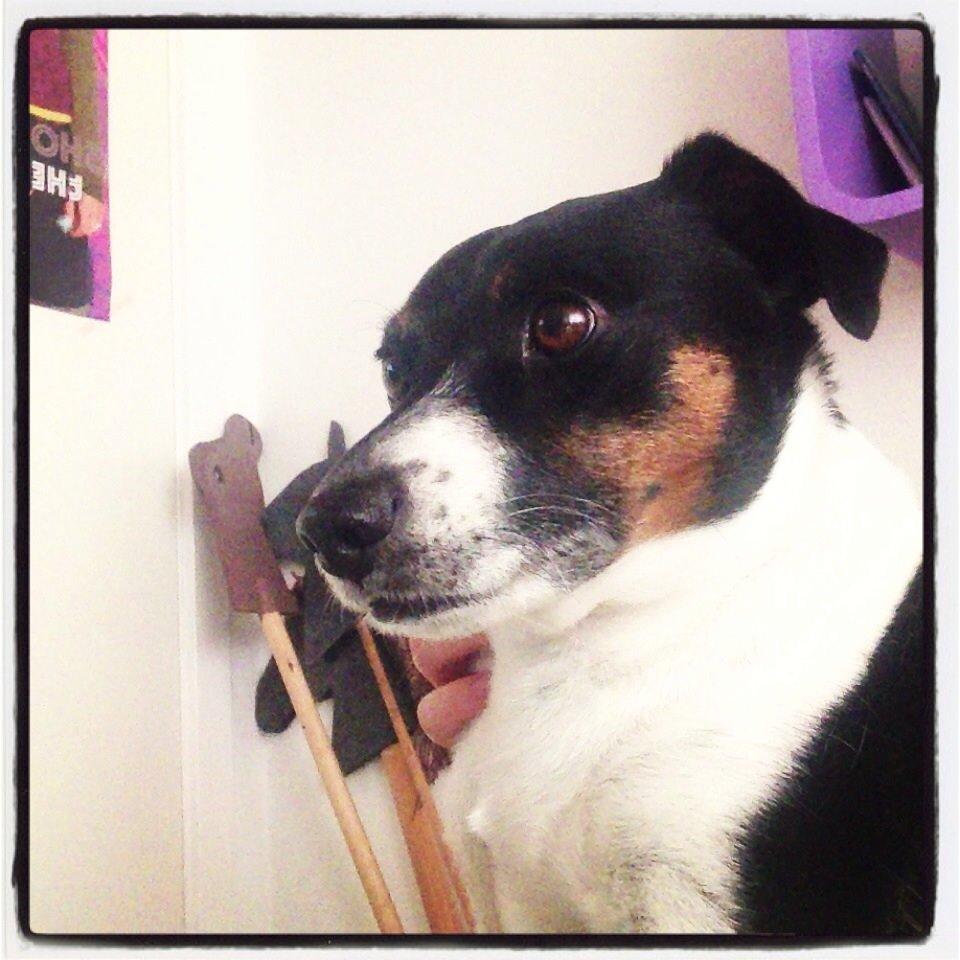 Dansk svensk gaardhund Bonky billede 2