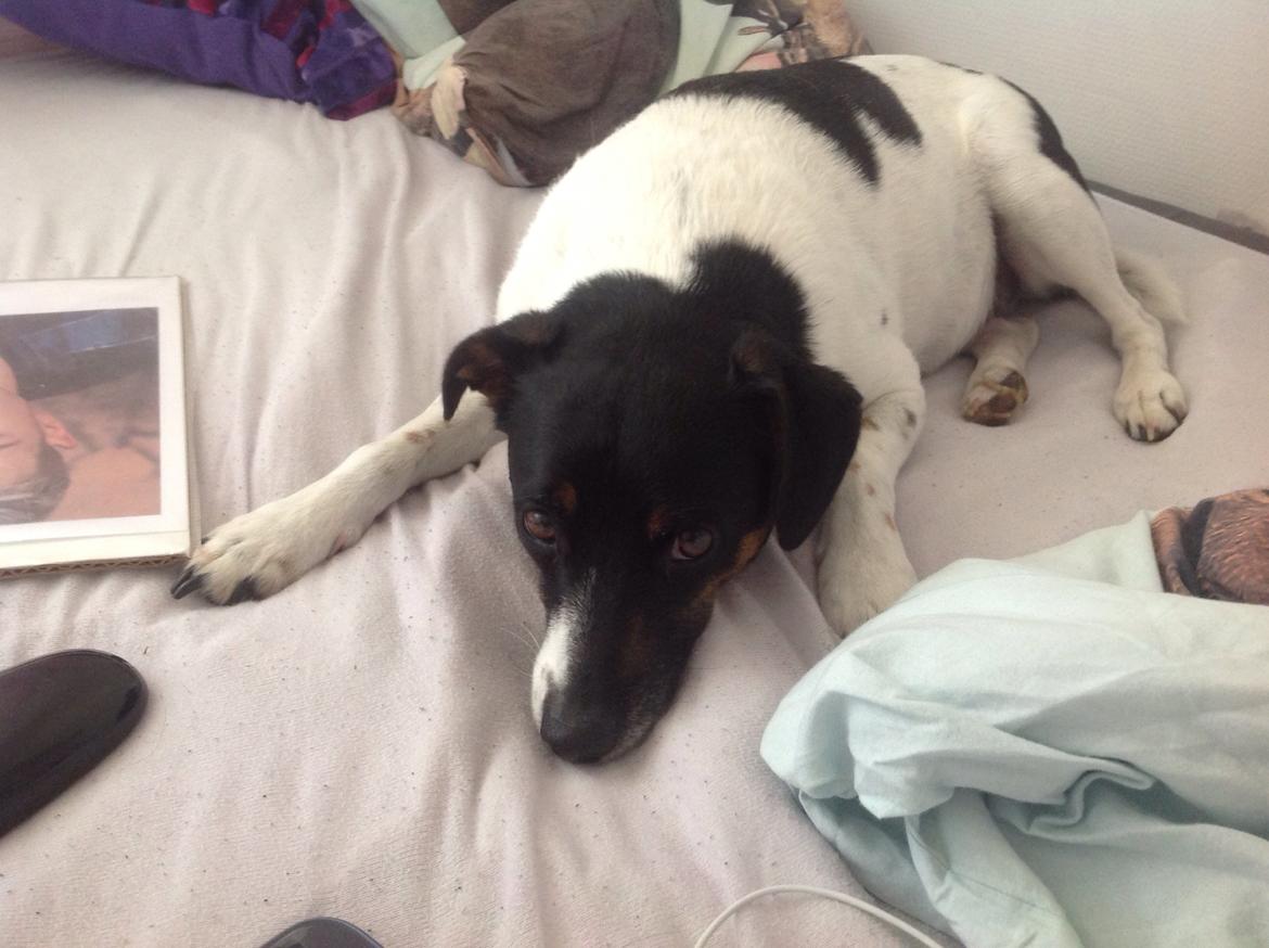 Dansk svensk gaardhund Bonky billede 3