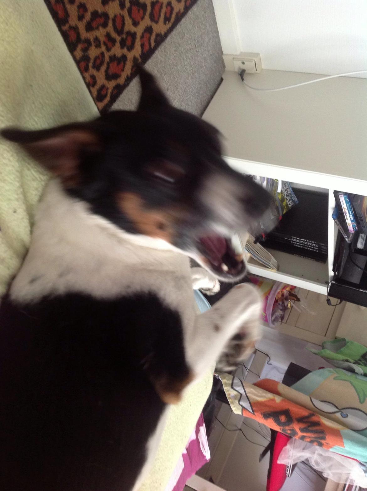 Dansk svensk gaardhund Bonky billede 4