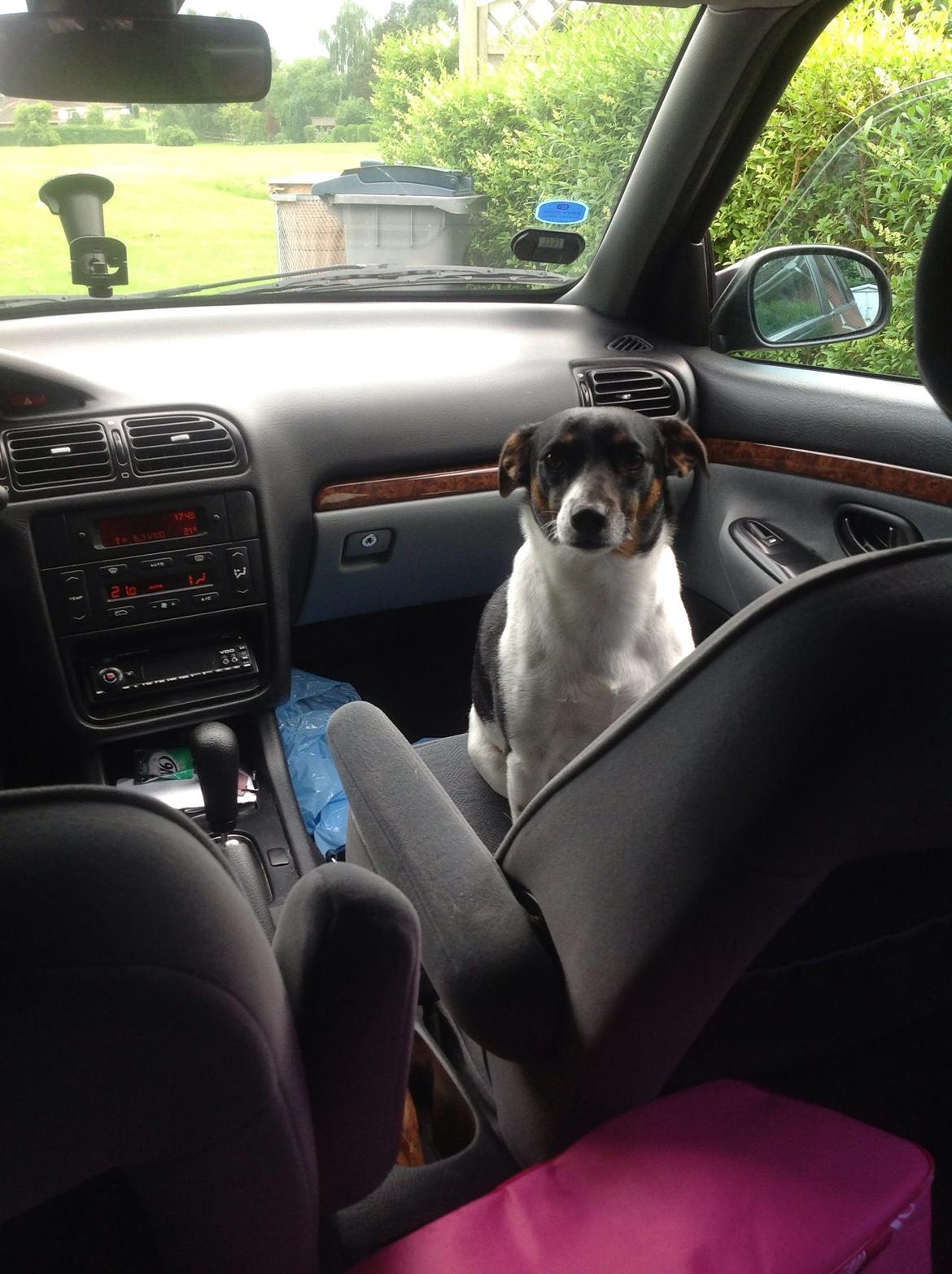 Dansk svensk gaardhund Bonky billede 5