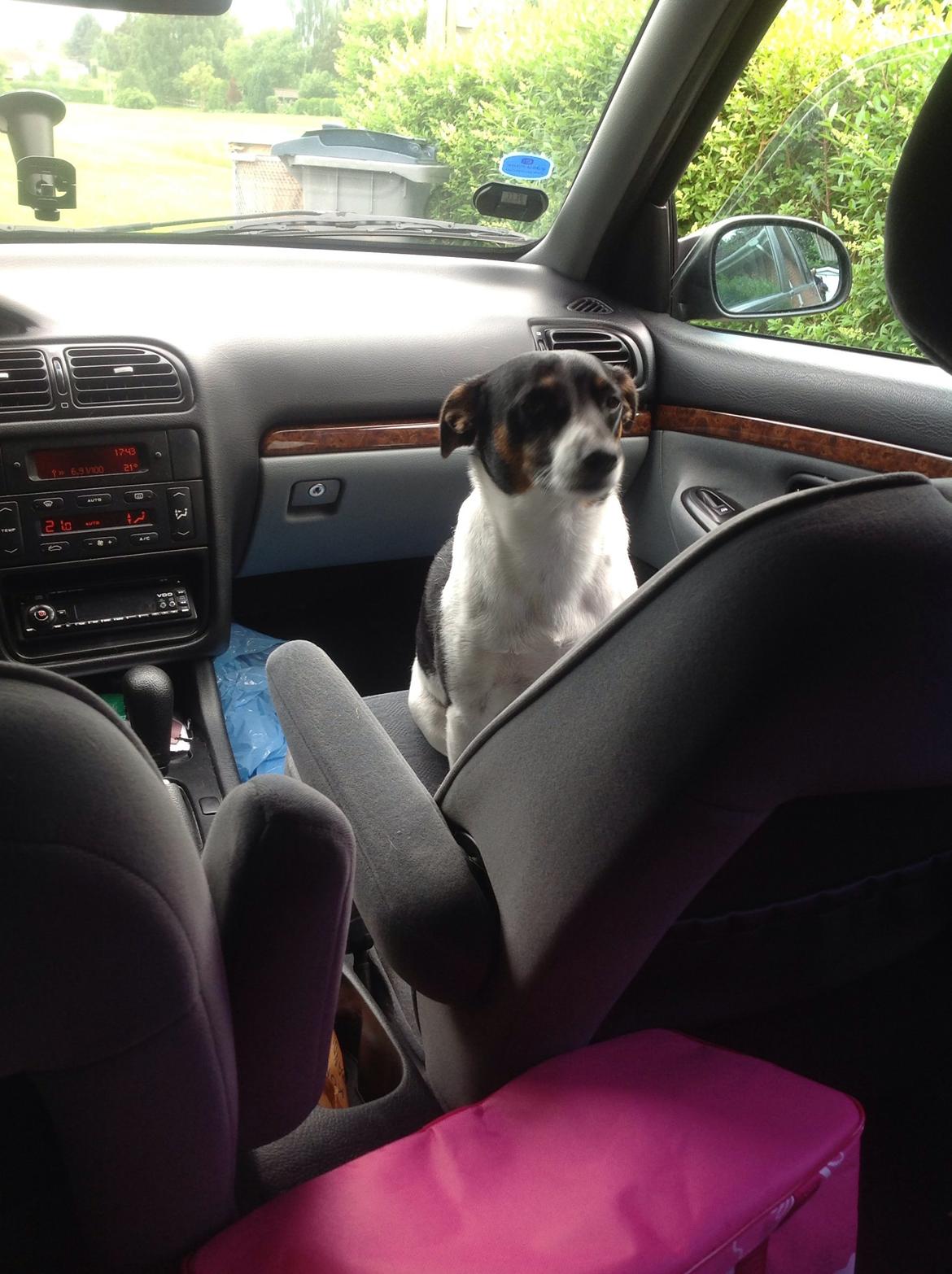 Dansk svensk gaardhund Bonky billede 6