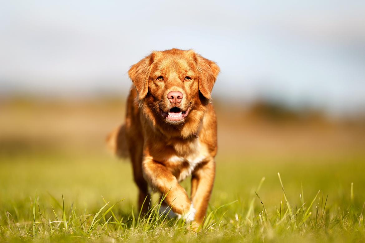 Nova scotia duck tolling retriever Mika "Himmelhund"  billede 13