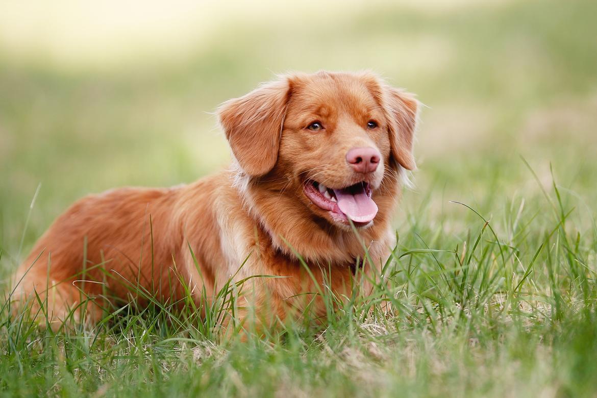 Nova scotia duck tolling retriever Mika "Himmelhund"  billede 15