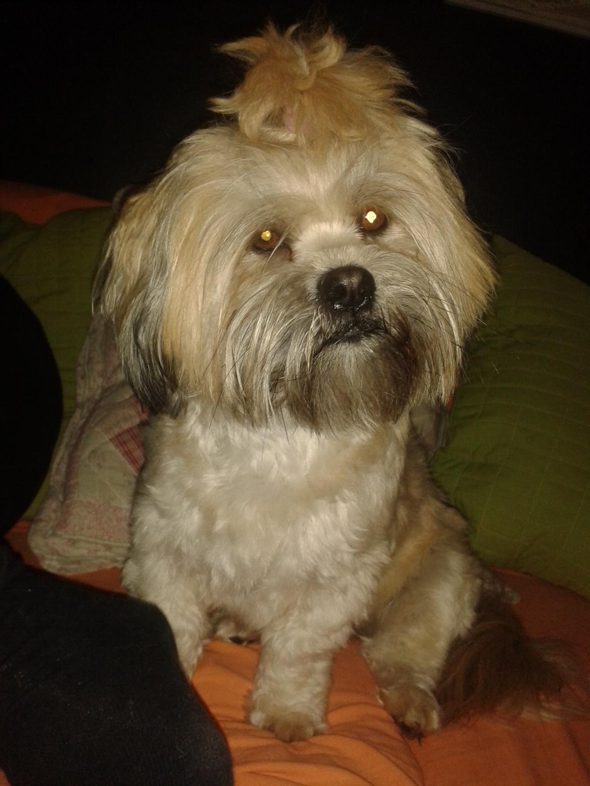 Shih tzu Tinka billede 38