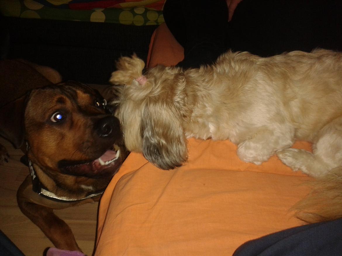 Shih tzu Tinka billede 39