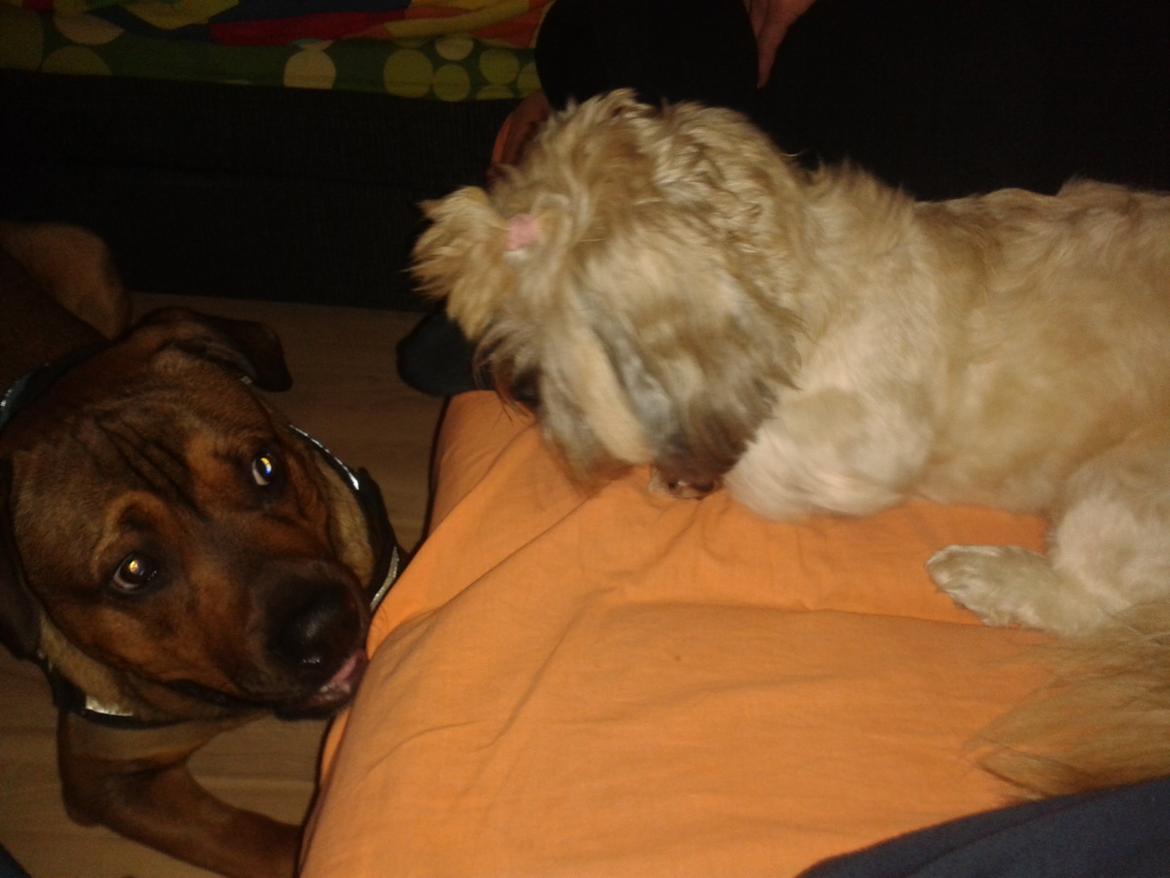 Shih tzu Tinka billede 40