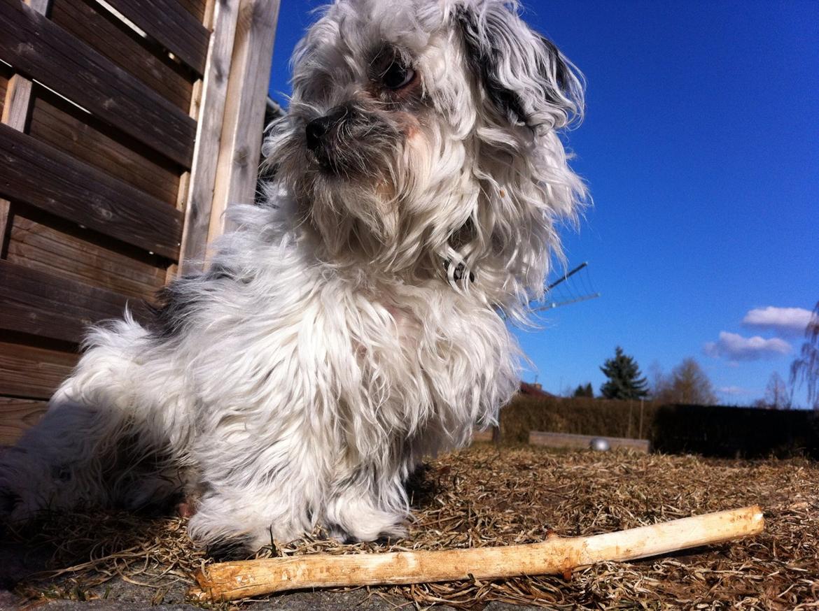 Blanding af racer Møffe billede 13