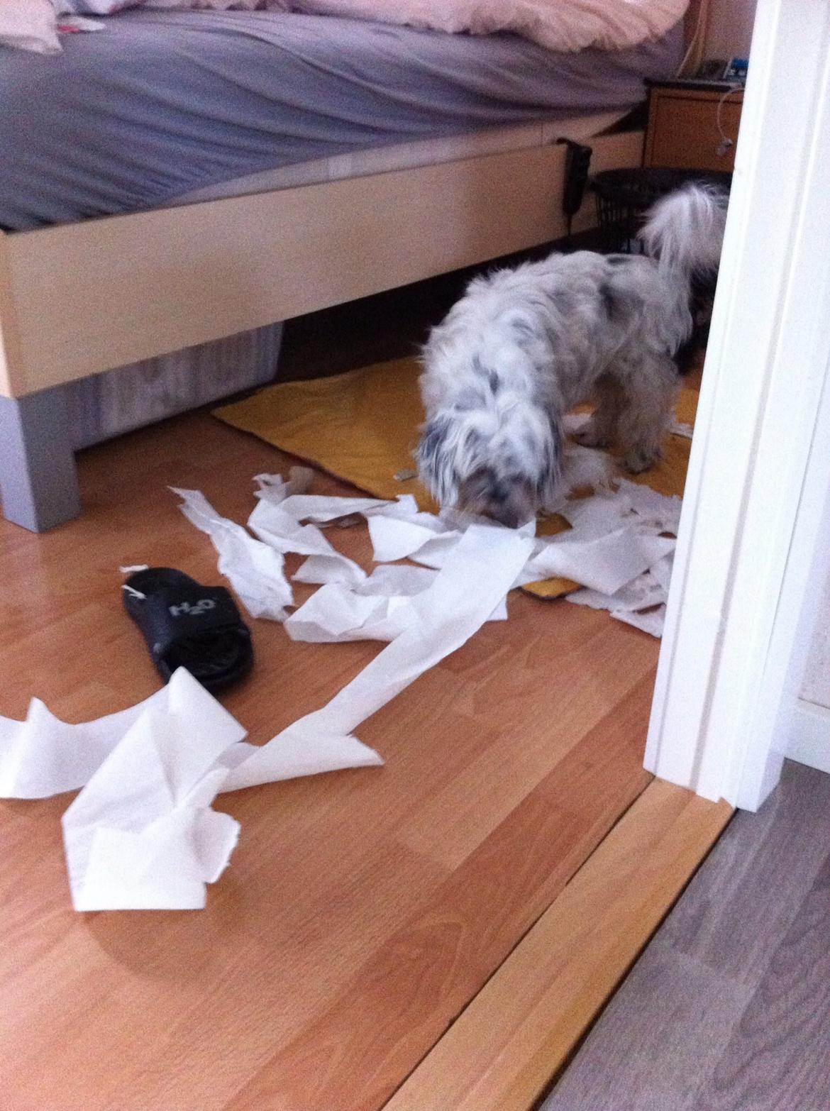 Blanding af racer Møffe billede 14