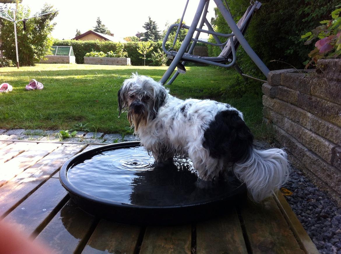 Blanding af racer Møffe billede 15