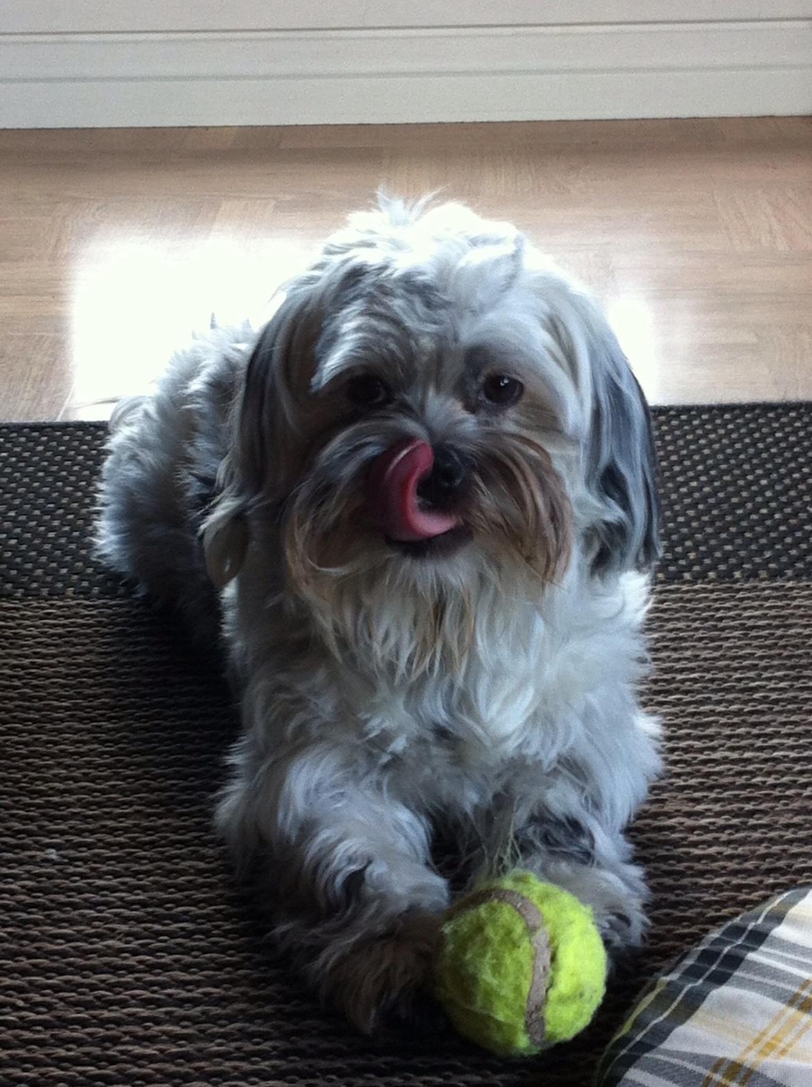 Blanding af racer Møffe billede 16