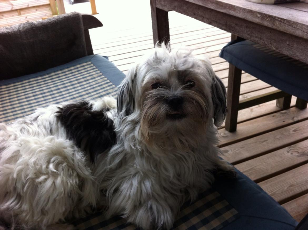 Blanding af racer Møffe billede 17