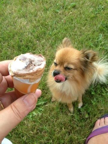 Blanding af racer Chanti - den ser lækker ud den is<3 billede 12