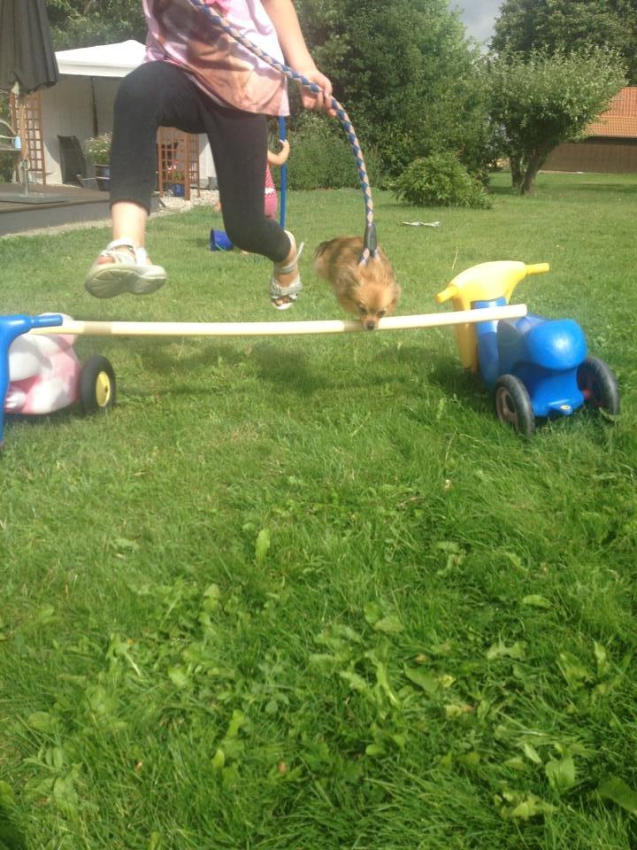 Blanding af racer Chanti - jeg er sej til dette<3 billede 15