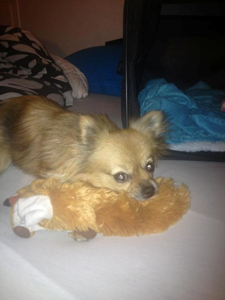 Blanding af racer Chanti billede 17