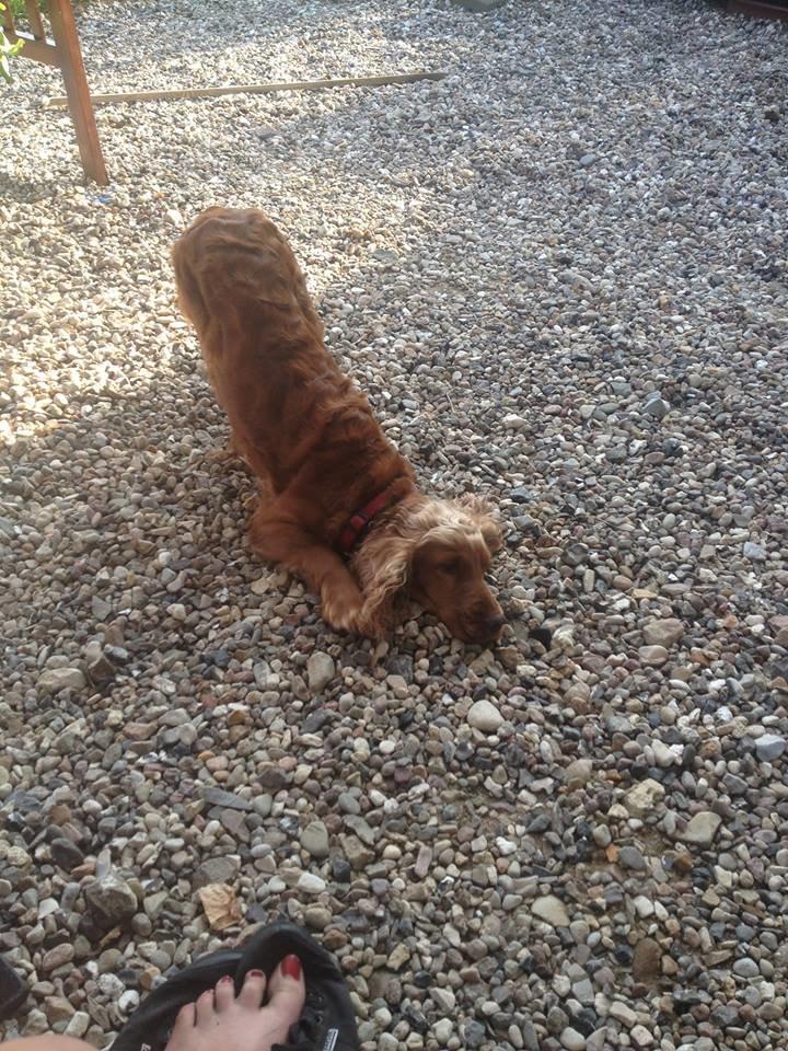 Cocker spaniel chanel (R.I.P. SMUKKE HUND billede 18