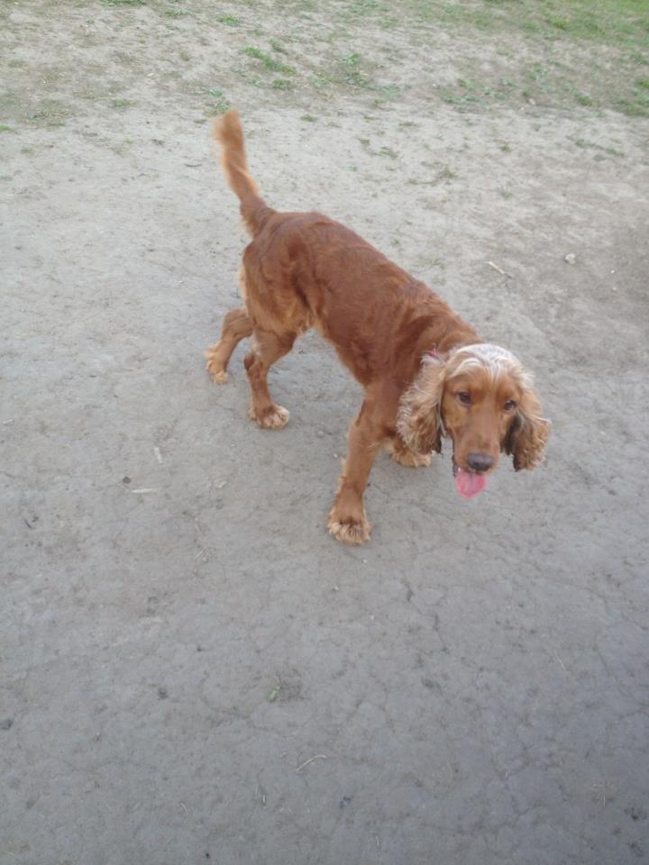 Cocker spaniel chanel (R.I.P. SMUKKE HUND billede 19