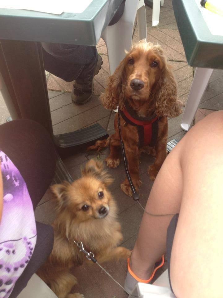 Cocker spaniel chanel (R.I.P. SMUKKE HUND billede 20