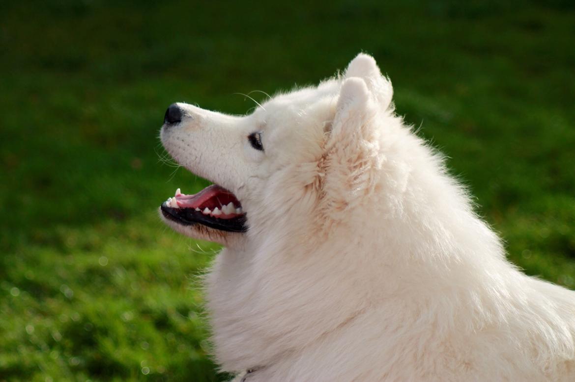 Samojedhund Bamse - Hej og velkommen til mit galleri - jeg håber du kan li' mig :) billede 3