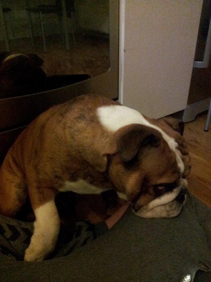 Engelsk bulldog Asbjørn billede 11