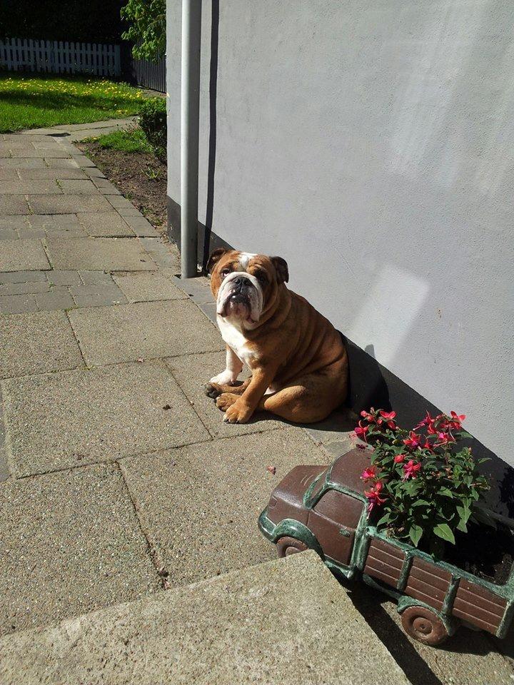 Engelsk bulldog Asbjørn billede 12