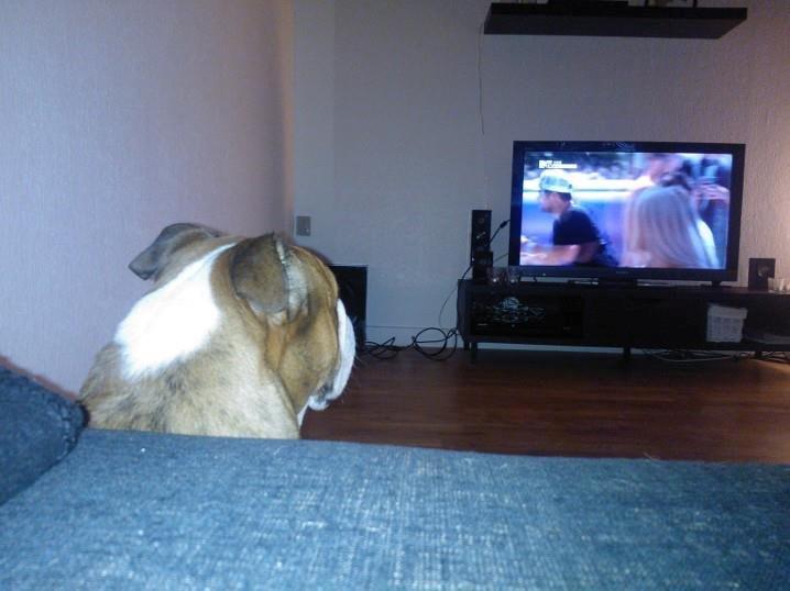 Engelsk bulldog Asbjørn billede 13