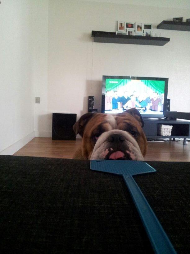 Engelsk bulldog Asbjørn billede 14