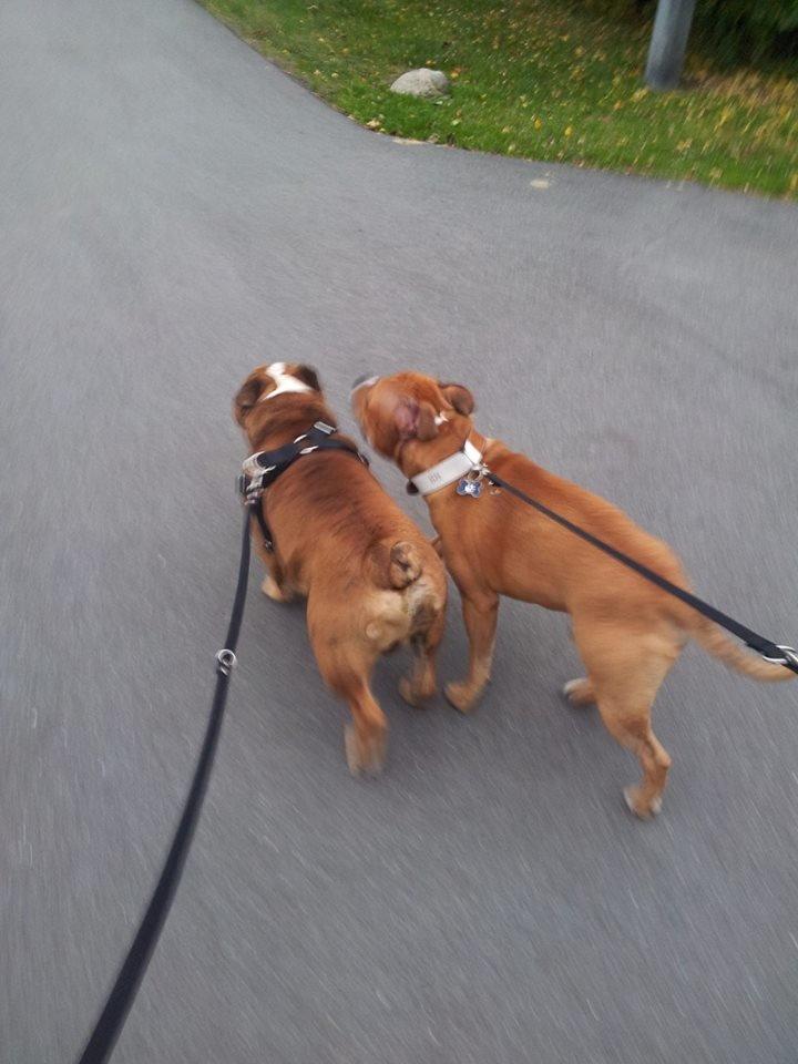 Engelsk bulldog Asbjørn billede 15