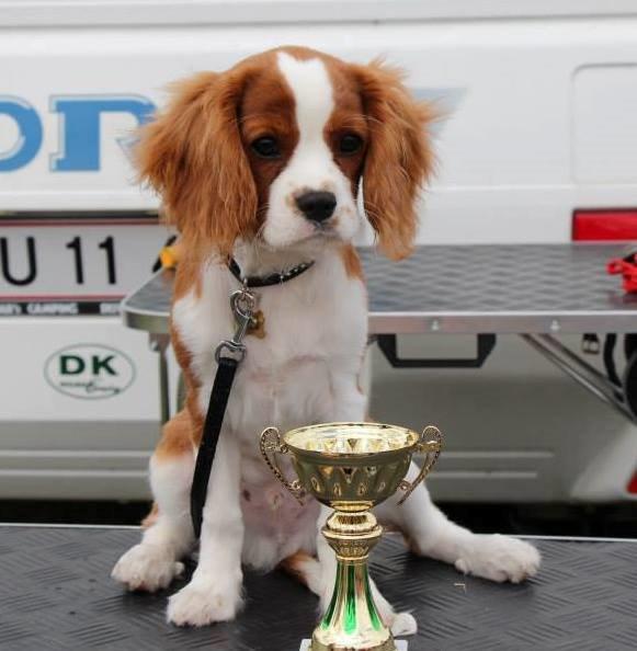 Cavalier king charles spaniel Uffe - Udstilling Nyborg d. 14/7-2013: 1. Præmie Baby klasse  billede 30