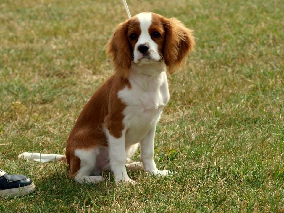 Cavalier king charles spaniel Uffe - Udstilling Nyborg d. 14/7-2013: 1. Præmie Baby klasse billede 31