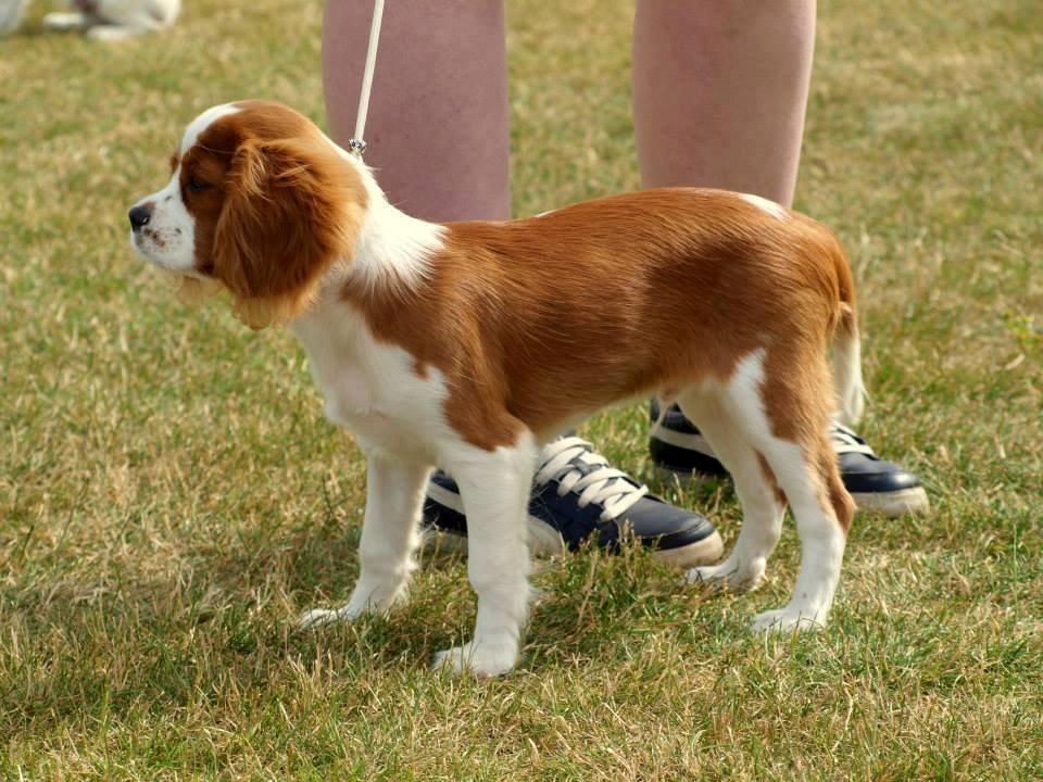 Cavalier king charles spaniel Uffe - Udstilling Nyborg d. 14/7-2013: 1. Præmie Baby klasse billede 32