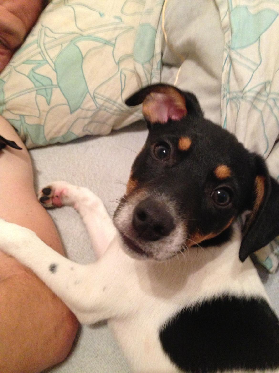 Dansk svensk gaardhund Trille billede 2