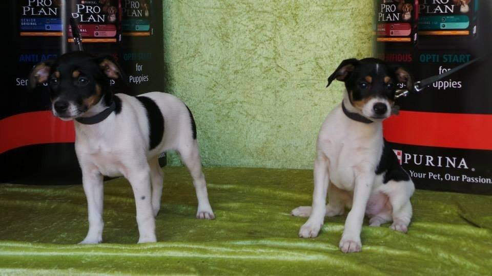 Dansk svensk gaardhund Trille - her er jeg sammen med min bror hvor vi prøve af vinde som ( Randers søde hund ) men vandt ikke øv øv men min mor og far synes af vi er Danmarks sødste hund
 billede 3