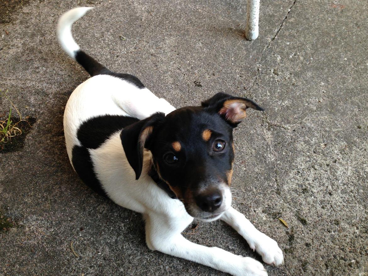 Dansk svensk gaardhund Trille billede 1