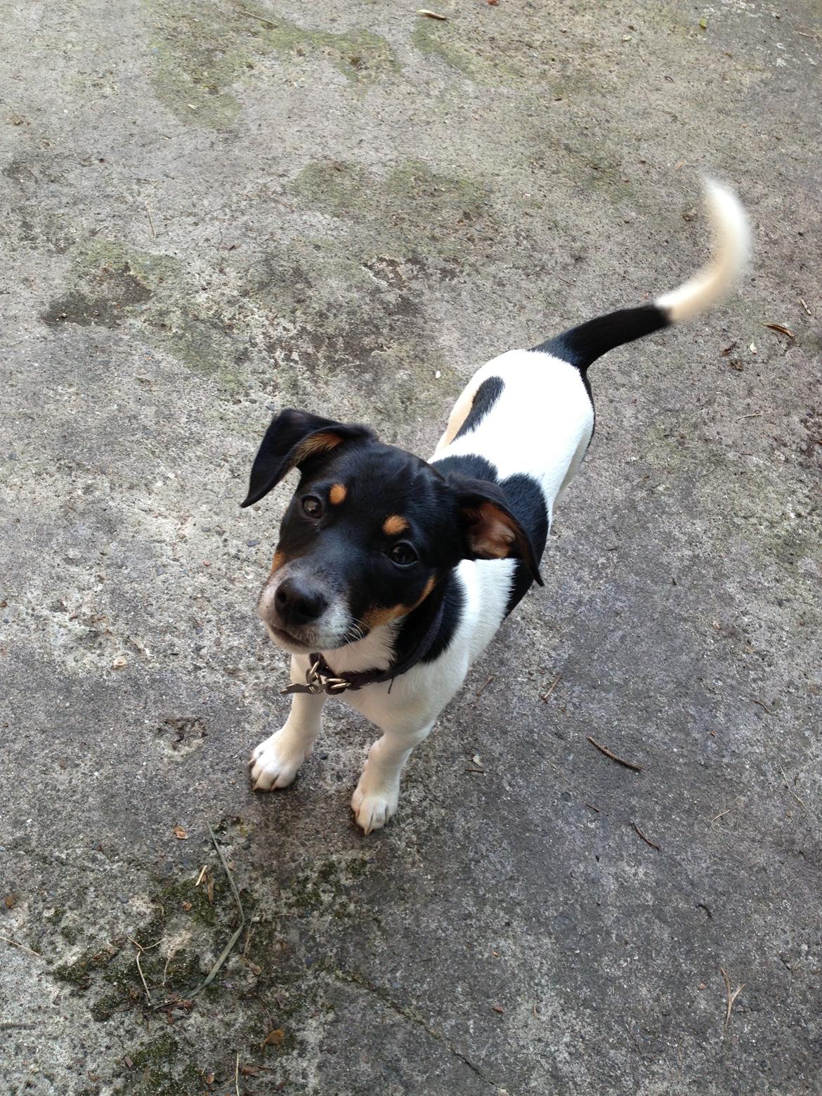 Dansk svensk gaardhund Trille billede 4