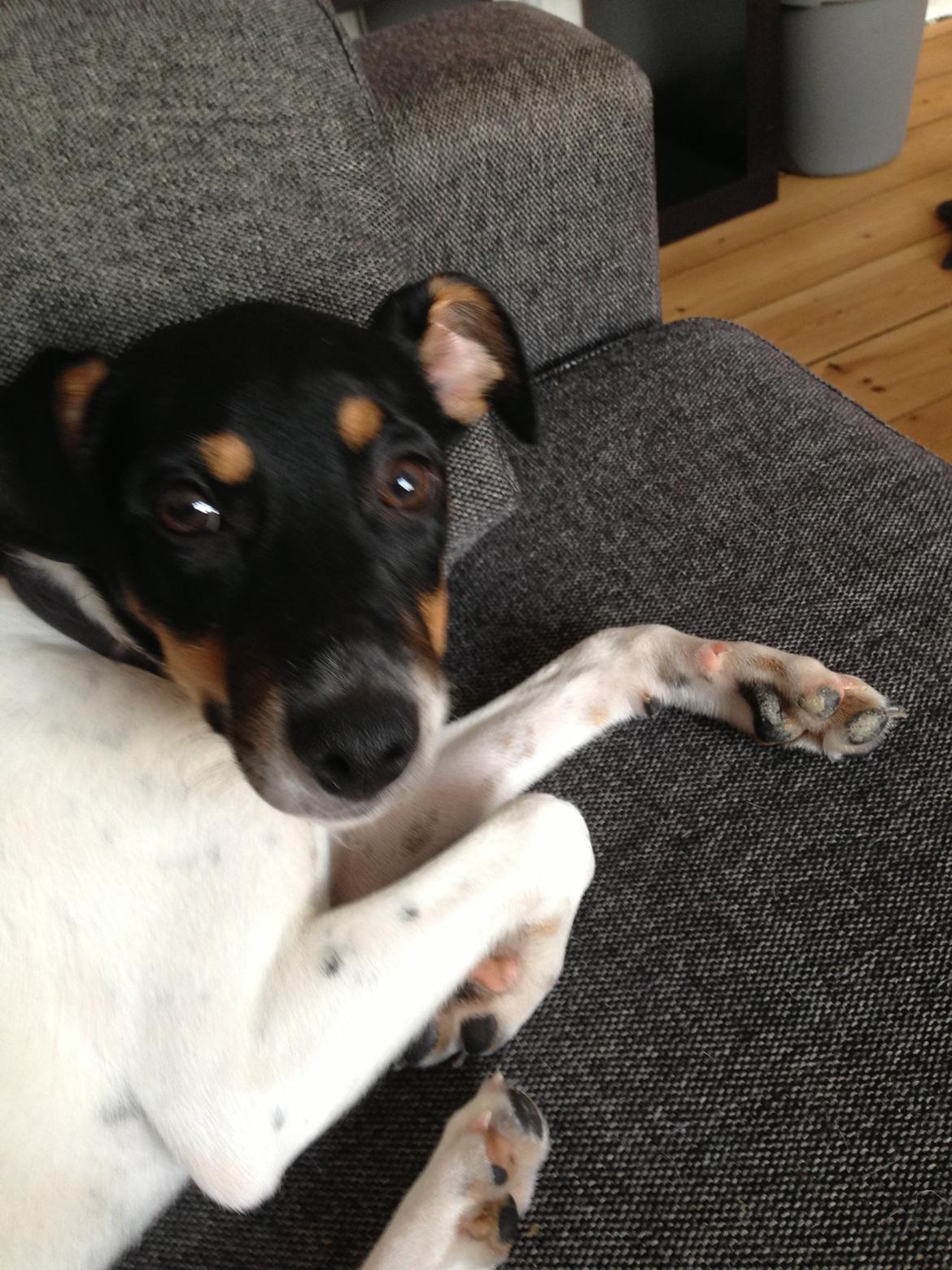 Dansk svensk gaardhund Trille billede 5