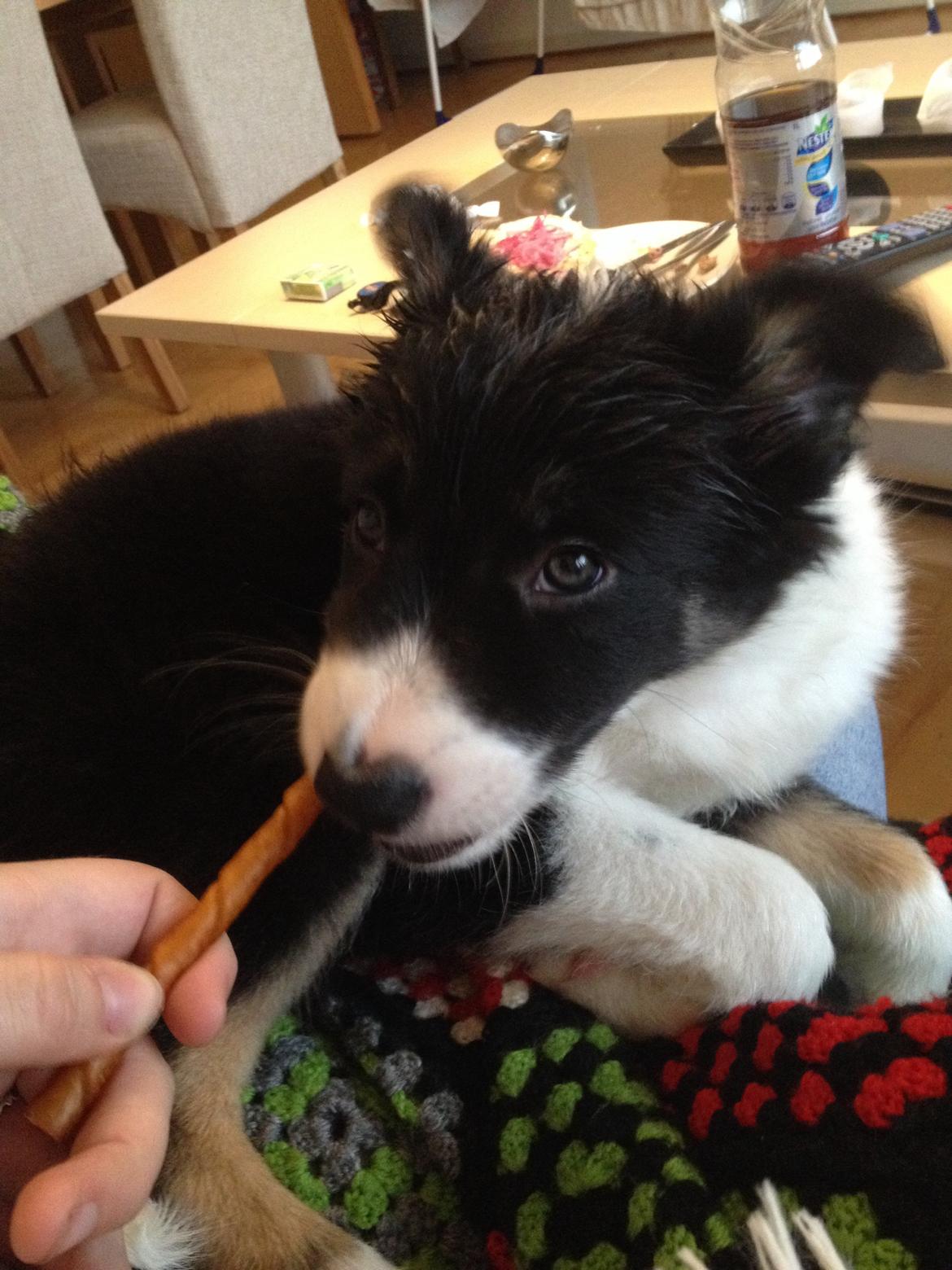 Border collie Lassie billede 20